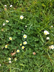 Bellis perennis