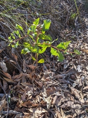 Hakea undulata