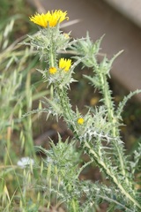 Scolymus grandiflorus