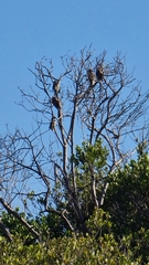 Coliiformes