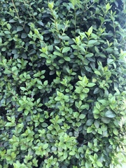 Ligustrum ovalifolium
