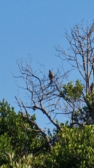 Coliiformes