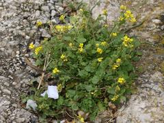 Rhamphospermum pubescens