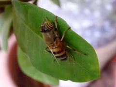 Eristalinus taeniops