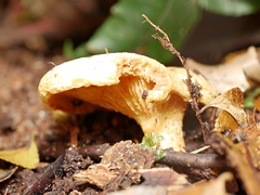 Lactifluus