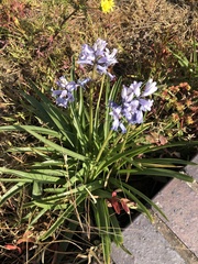 Hyacinthoides hispanica