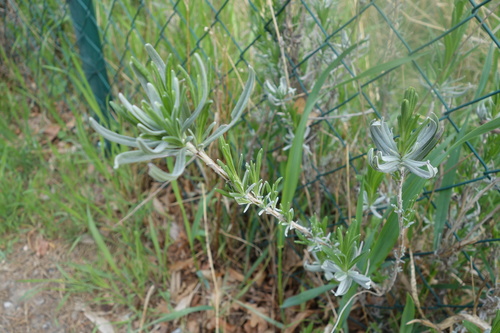 Lavandula angustifolia