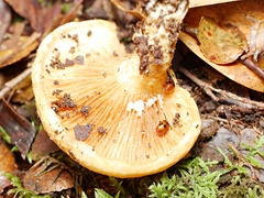 Lactifluus