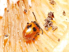 Stenotarsus commodus