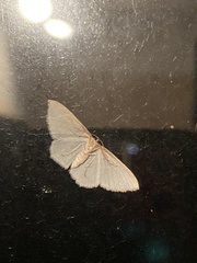 Poecilasthena pulchraria