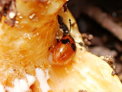 Stenotarsus commodus