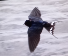 Hirundo rustica