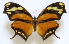 Consul fabius cecrops