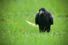 Corvus macrorhynchos levaillantii