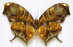 Consul fabius cecrops