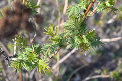 Sorbaria sorbifolia