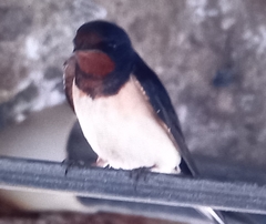 Hirundo rustica