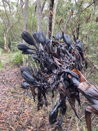 Gymea lily (Doryanthes excelsa)