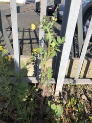 Sonchus oleraceus