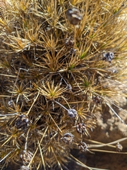 Borya sphaerocephala