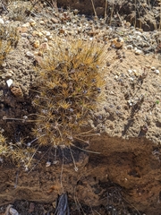 Borya sphaerocephala