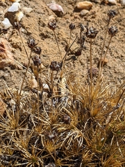 Borya sphaerocephala