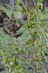 Sorbaria sorbifolia