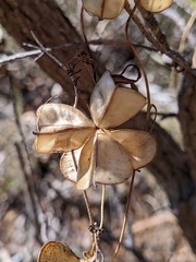 Dioscorea hastifolia
