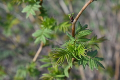 Sorbaria sorbifolia