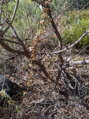 Dioscorea hastifolia