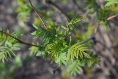 Sorbaria sorbifolia