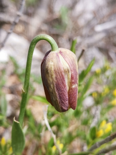Vitka kockavica (Fritillaria montana)