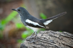 Oriental Magpie-Robin photo 3