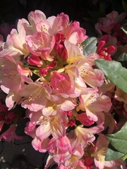 Rhododendron