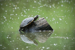 Malayemys macrocephala