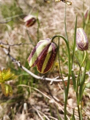 Fritillaria montana