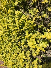 Ligustrum ovalifolium