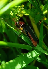 Cantharis pellucida