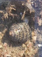 Diloma bicanaliculatum