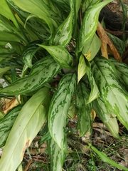 Aglaonema modestum