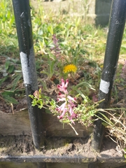 Fumaria officinalis