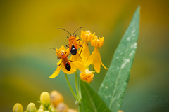 Oncopeltus nigriceps