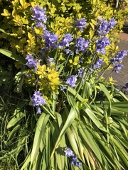 Hyacinthoides hispanica