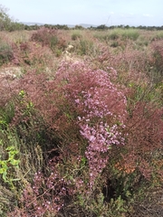 Limonium caesium