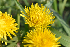 Taraxacum officinale