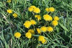 Taraxacum officinale