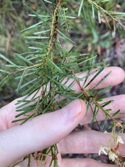 Acacia linearifolia