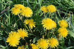 Taraxacum officinale