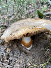 Tapeigaster annulipes