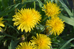 Taraxacum officinale